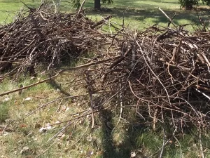 Organic Dumping at Cecil Supply